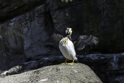 Horned Puffin 
