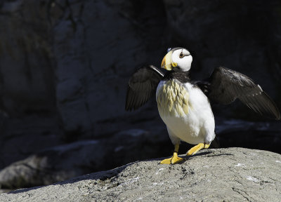 Horned Puffin