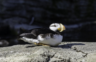 Horned Puffin