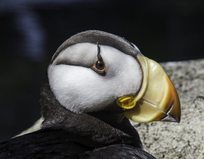 Horned Puffin 