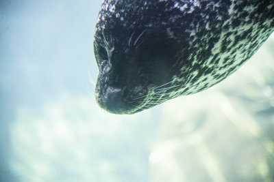 Sea Lion