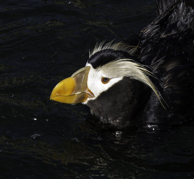Tufted Puffin
