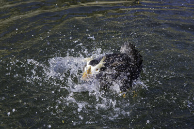 Tufted Puffin 
