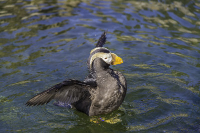 Tufted Puffin