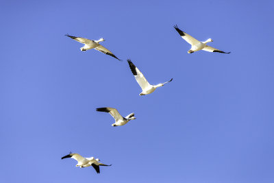 Salton Sea Wildlife Refuge