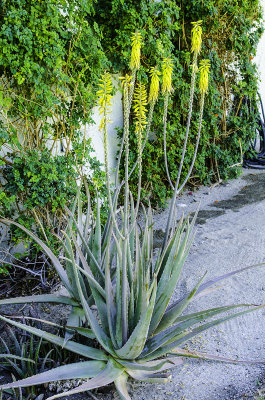 Agave 2