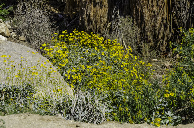 Brittlebush