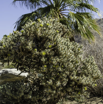 Buckhorn Cholla