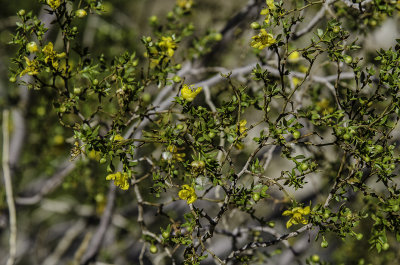 Cresote Bush 