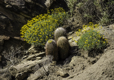 Desert in Bloom 3 