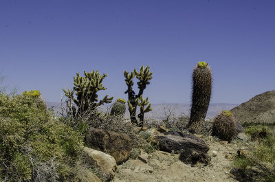 Desert in Bloom 5