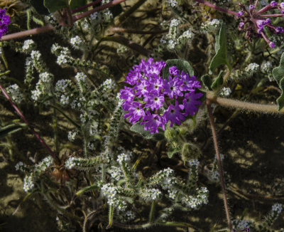 Desert Sand-verbena