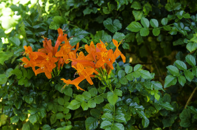 Desert Flowers in Bloom