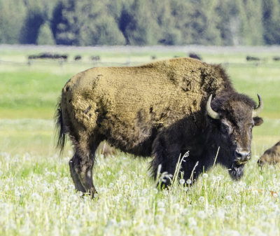 American Bison 9