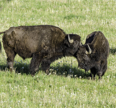 American Bison 3