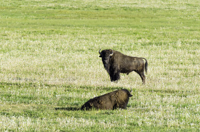 American Bison 1