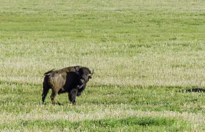 American Bison 7