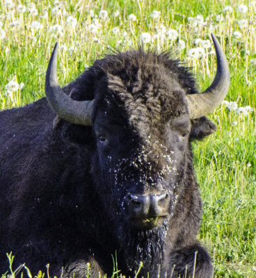 American Bison 
