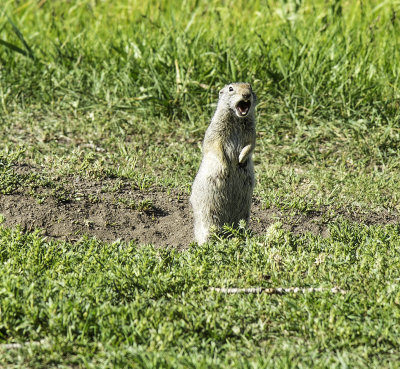 Ground Squirrel 1