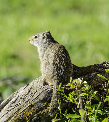 Ground Squirrel 3
