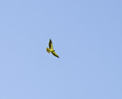Swainsons Hawk 
