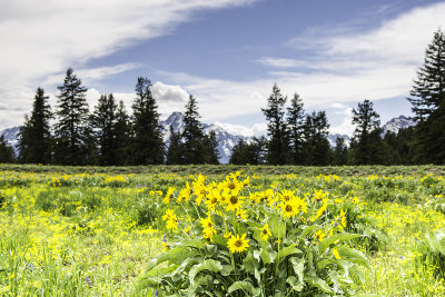 Wild Flowers 
