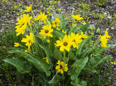 Wild Flowers