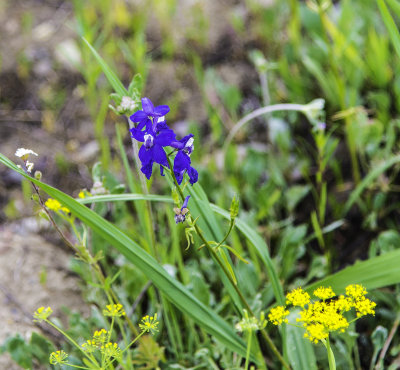 Wild Flowers 
