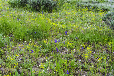 Wild Flowers 