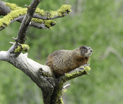 Yellow -bellied Marmot 