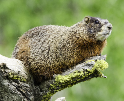 Yellow-bellied Marmot 