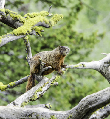 Yellow-bellied Marmot 