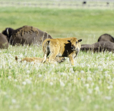 Young American Bison 
