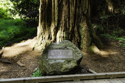 Gifford Pinchot Tree