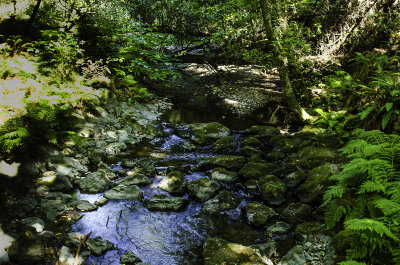 Redwood Creek