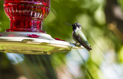 California Hummingbirds