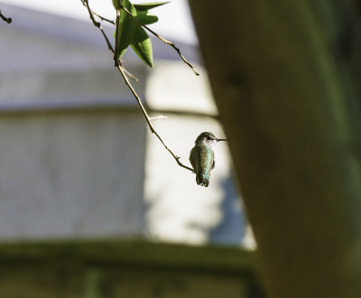 California Hummingbirds