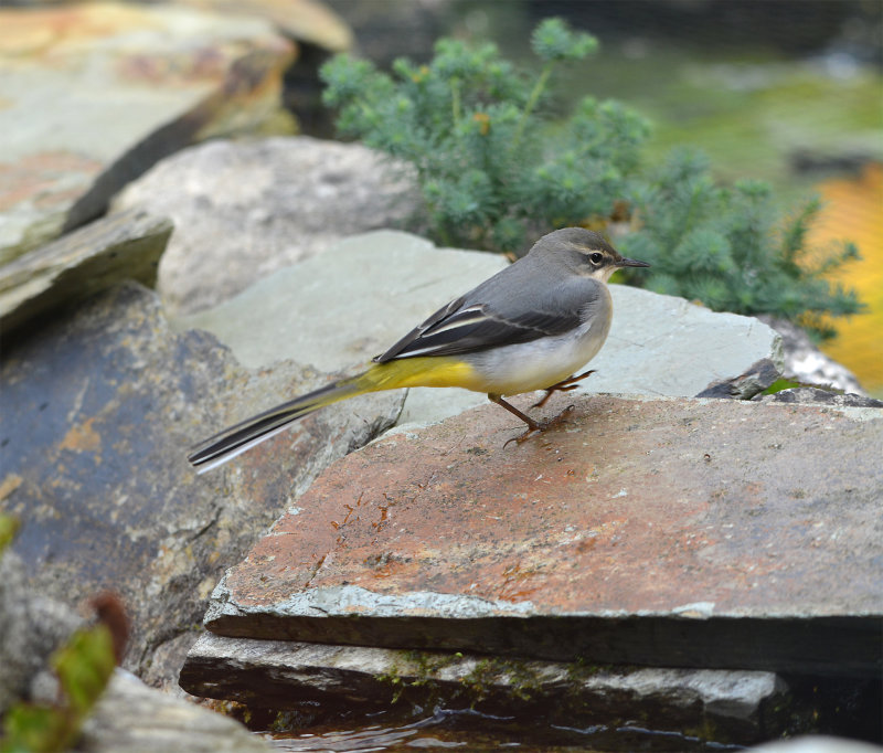 Grey wagtail.