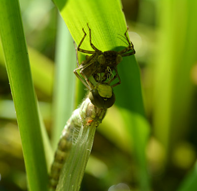 Freshly emerged Southern hawker