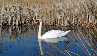 Swans