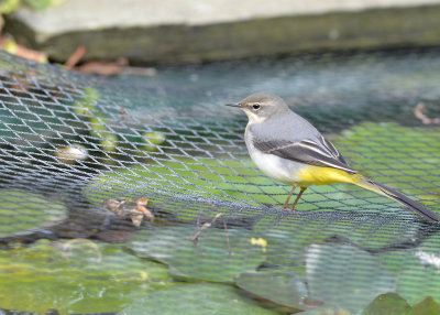 Grey wagtail.