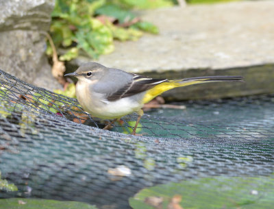 Grey wagtail.