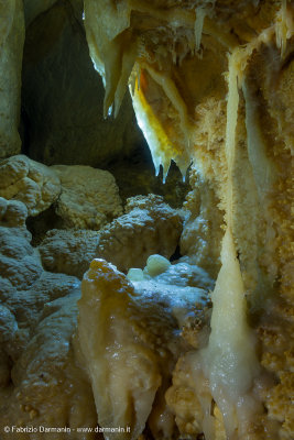 Darmanin-_FDF0405.jpg