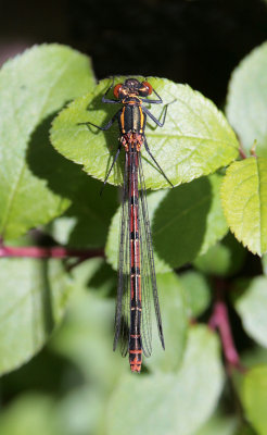 Large Red Damselfly