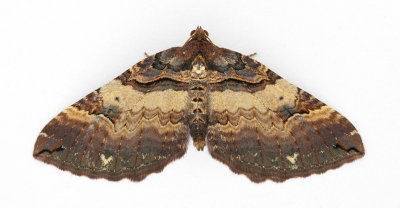 1746 Shoulder Stripe
