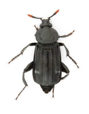 Necrodes littoralis