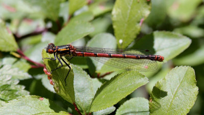 Large Red Damselfly