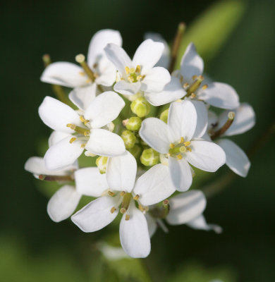 Garlic Mustard