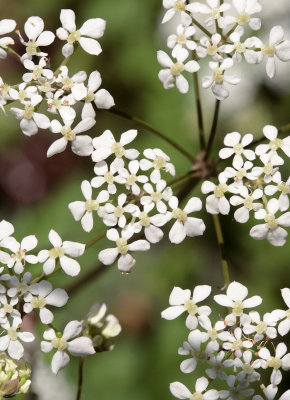 Cow Parsley