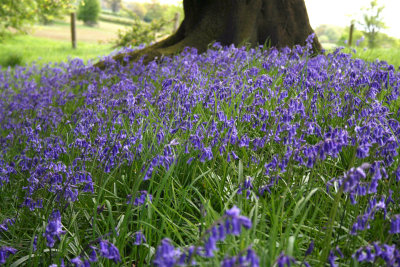 Wild Flowers